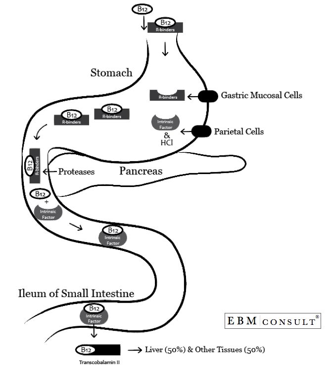 The Mechanism of Absorption of Vitamin B12 (cobalamin) in the GI Tract